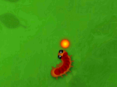 Garden Bug