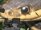 Common Garter Snake Jigsaw 2