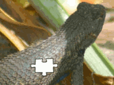 Jigsaw: Lizard