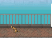 Kitty Throw