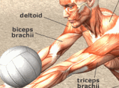 Muscular Jigsaw