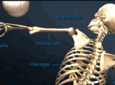 Skeletal Jigsaw