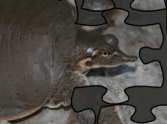 Smooth Softshell Turtle Jigsaw