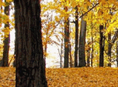 SSSG - Autumn