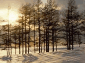 SSSG-Winter Wonderland