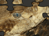 Timber Rattlesnake Jigsaw