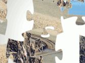Wheat Field Jigsaw