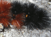 Woolly Bear Jigsaw
