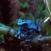 Azureus