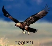 eqqus21