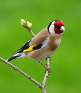 Pereuko, ke kuko , ya te digo.