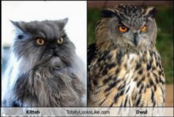 Parecidos razonables