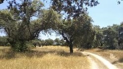 Etapa Galisteo/Cáparra.